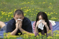 Аллергия - причина ларингита