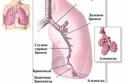 Анатомия дыхательной системы