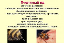 Польза пчелиного яда