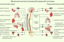Физиология вегетативной нервной системы