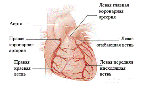 Коронарные артерии сердца