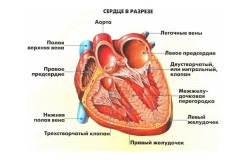 Строение сердца человека