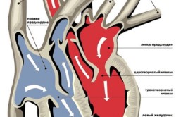 Схема кровотока и расположение клапанов в сердце
