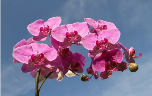 Як змусити орхідею рясно цвісти