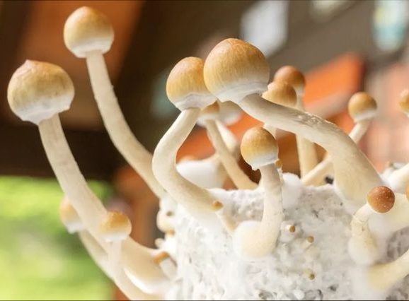 чарівні гриби